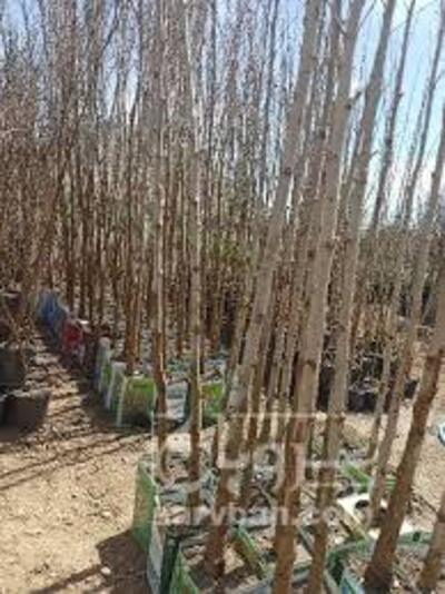 فروش انواع نهال میوه