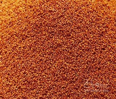 فروش خاکشیر (گیاه‌ دارویی)