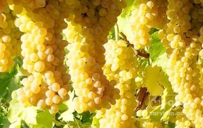 فروش انگور