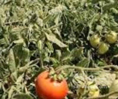 فروش گوجه فرنگی