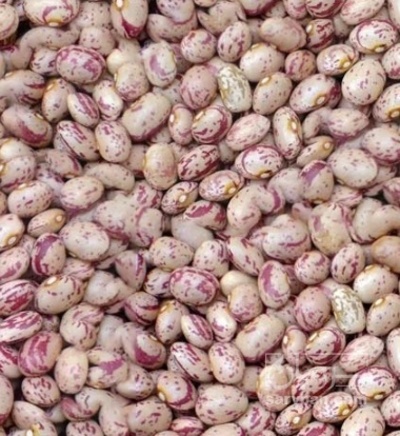 فروش لوبیا چیتی