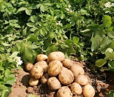 فروش سیب زمینی اگریا