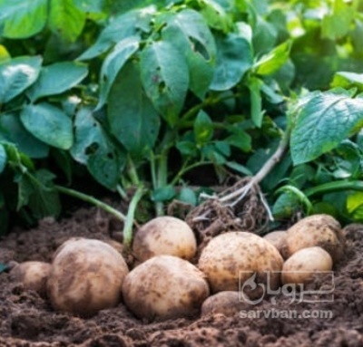 فروش سیب زمینی بامبا