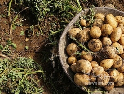 فروش سیب زمینی سانتا