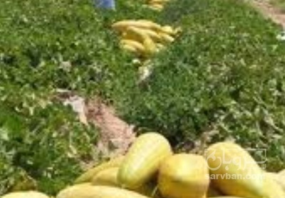 فروش خربزه