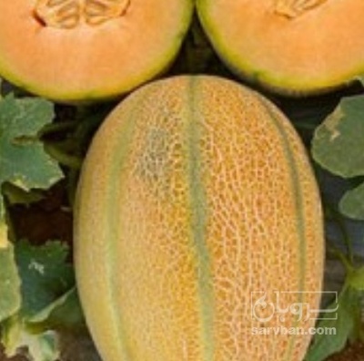 فروش خربزه جانا