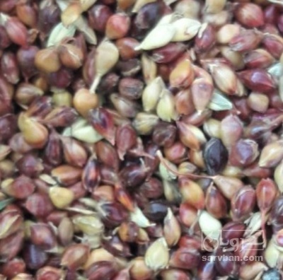 فروش سورگوم (جارو) دانه جارو