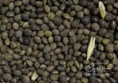 فروش قره ماش (ماش سیاه)