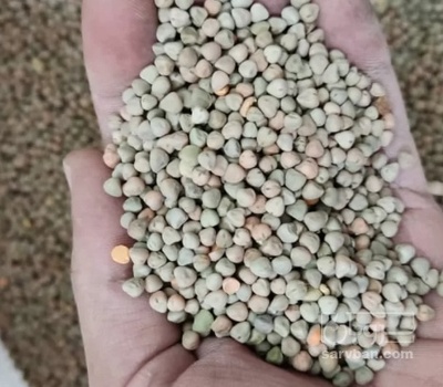 فروش گاودانه - کرسنه  - کوروشنه