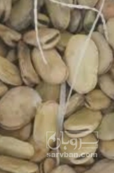 فروش باقلا تازه - باقالی - باقالا