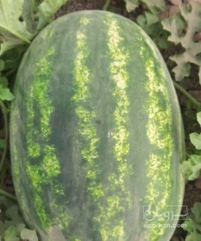 فروش هندوانه بیضی