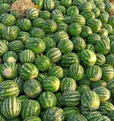 فروش هندوانه گرد