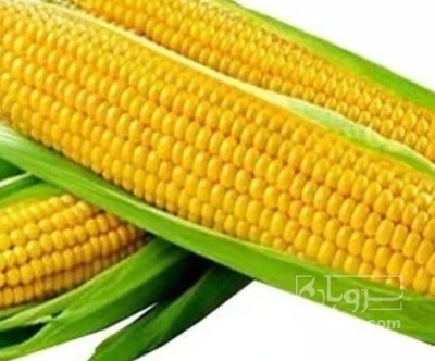 فروش ذرت مکزیکی
