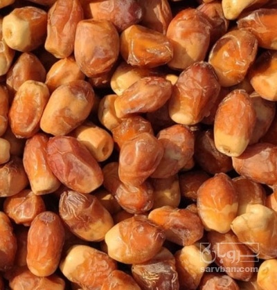 فروش خرما زاهدی