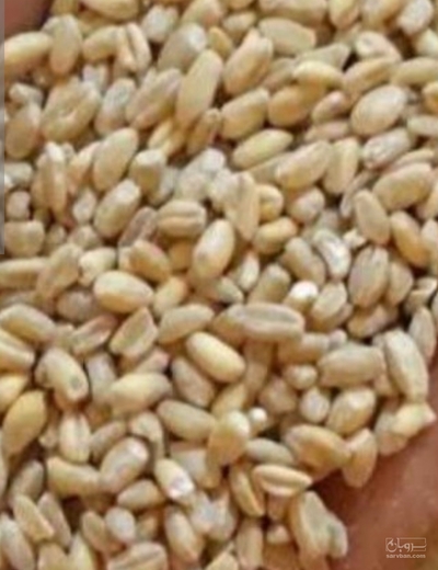 فروش گندم