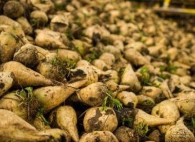 فروش چغندر قند