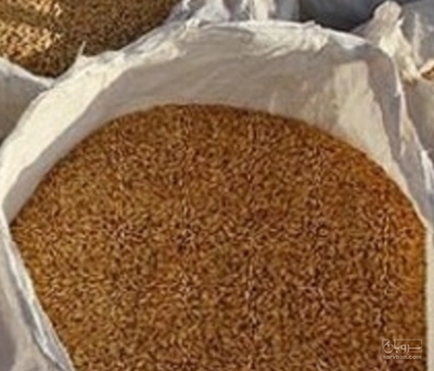 فروش گندم