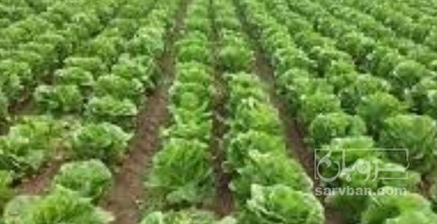 فروش کاهو ایرانی - رومانو