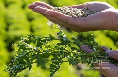 فروش عدس