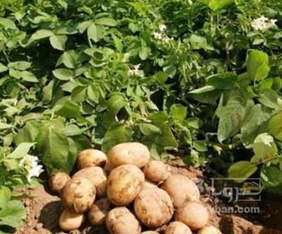 فروش سیب زمینی