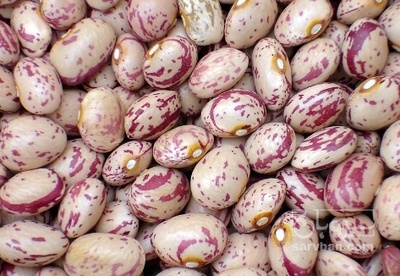 فروش لوبیا چیتی