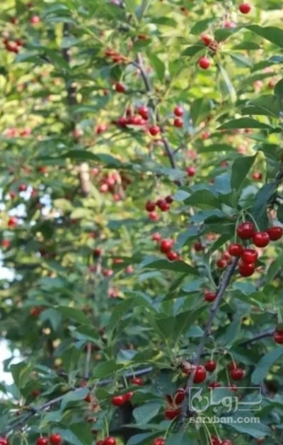 فروش گیلاس