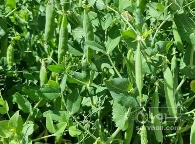 فروش نخود فرنگی