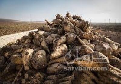 فروش چغندرقند