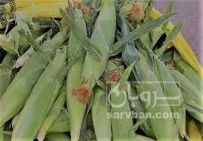 فروش ذرت مکزیکی