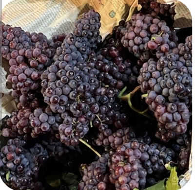 فروش انگوریاقوتی