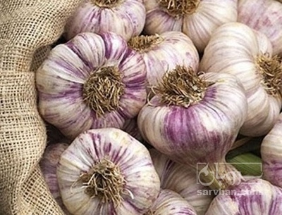فروش سیر