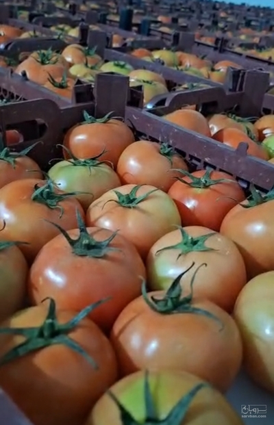 فروش گوجه فرنگی