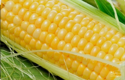 فروش ذرت