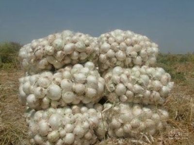 فروش پیازسفید