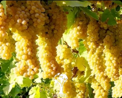 فروش انگور عسگری
