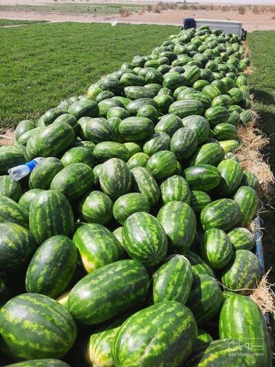 فروش هندوانه