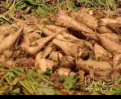 فروش چغندر قند