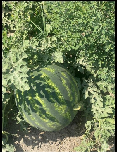 فروش هندوانه گردخطی