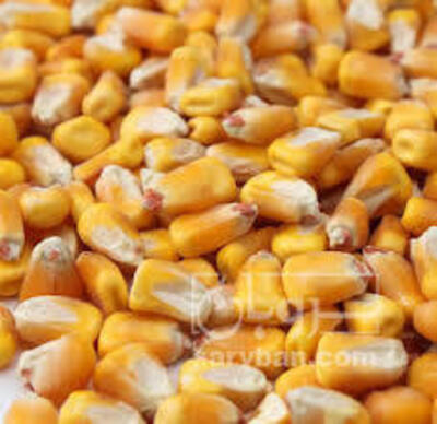 فروش ذرت دامی