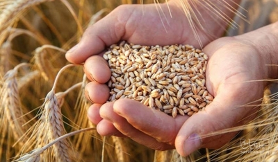 فروش گندم
