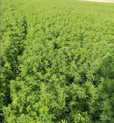 فروش چغندر قند