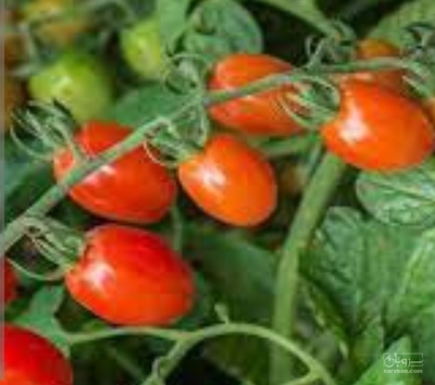 فروش گوجه فرنگی