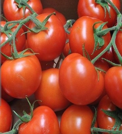 فروش گوجه فرنگی