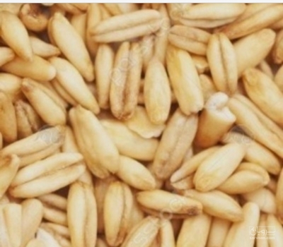 فروش گندم