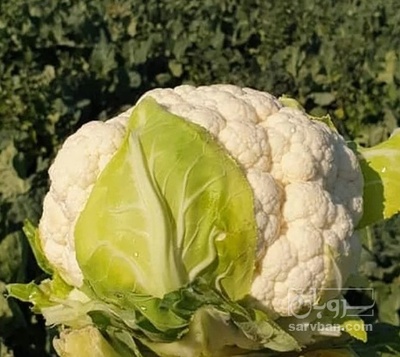 فروش گل کلم