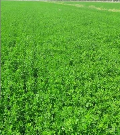 فروش یونجه