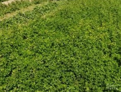 فروش یونجه