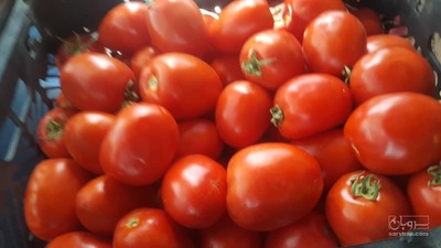 فروش گوجه فرنگی متین