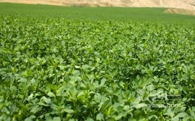 فروش یونجه