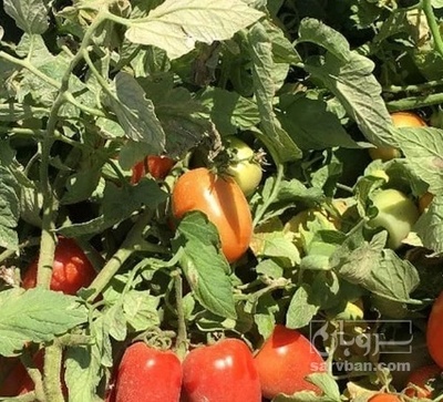 فروش گوجه فرنگی